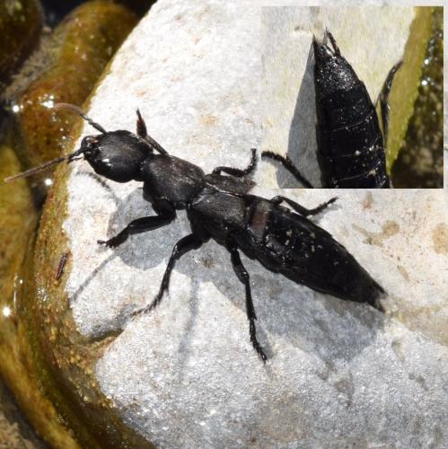 Ocypus sp.